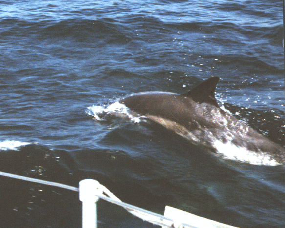 A marine escort